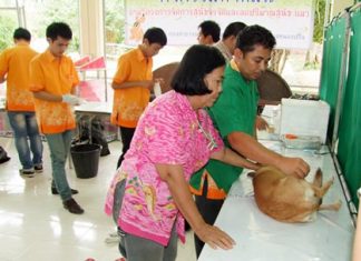 Veterinarians provide neutering and free rabies vaccines to celebrate World Rabies Day Sept. 19.