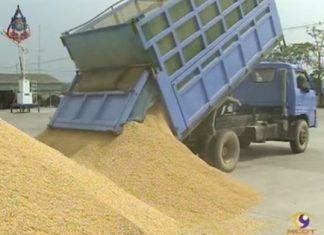 Finance Ministry confirms Bt200 billion loss from rice pledging scheme