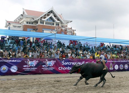 A young Thai buffalo rider sprints past the spectator’s stand. (AP Photo/Apichart Weerawong)