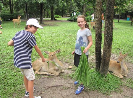 Caring learners feed the deer at Khao Kheow Zoo.