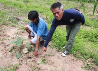 Residents point to tracks left by a big cat they suspect to be a Asian Black Panther, also known as a Melanistic Leopard.