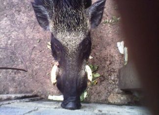 This poor old boar was bored with pain when his tusk bored into his eye.