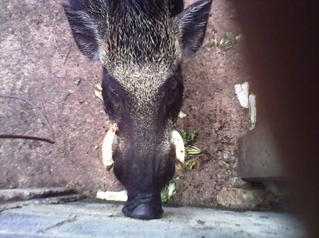 This poor old boar was bored with pain when his tusk bored into his eye.