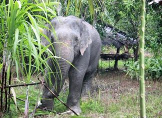 This stray elephant surprised residents of Rayong’s Klaeng District when she showed up to snack on some sugarcane.