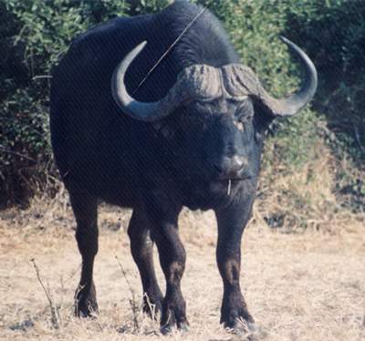 Author Desmond Bishop explained how this photograph he took long ago of a menacing buffalo was the inspiration for his mutant buffalo villain in his book “The Wizard of Zee.”
