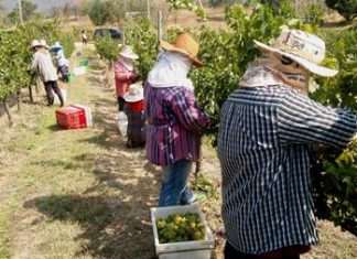 Harvesting grapes at Khao Yai.