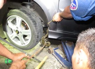 Animal rescue works to extricate the slithering intruder from Noppadol Suphaka’s vehicle.