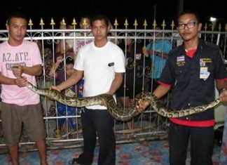 Animal rescue rescuers managed to lasso the snake and move it back into the jungle.