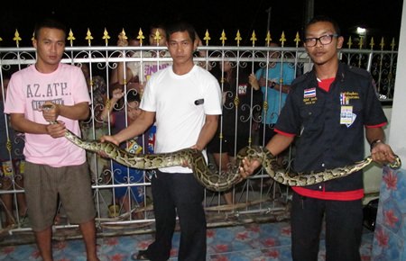 Animal rescue rescuers managed to lasso the snake and move it back into the jungle.