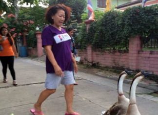 Janthira can often be seen walking the two geese around the community.