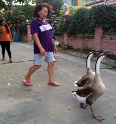 Janthira can often be seen walking the two geese around the community.