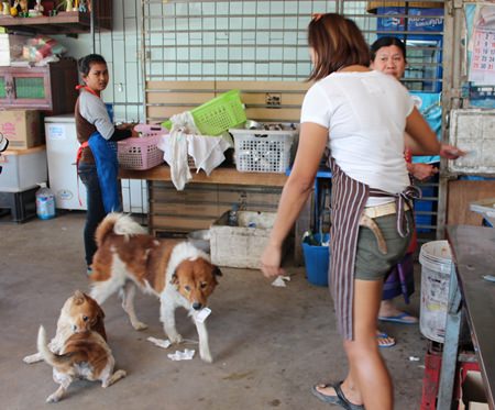 Clever Mink, center, on floor, brings back change after buying some snacks at the shop next door.