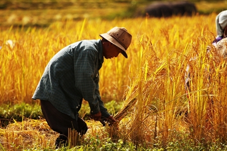 Rice farming at Mae Klang Luang village in Chiang Mai.