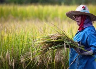 Special Report: Govt opts to use state enterprises’ fund to pay back rice farmers