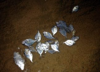 A larger-than-normal fish kill set off alarm bells in Jomtien Beach on Jan. 5, but was probably due to changes in water conditions, such as increases in algae.