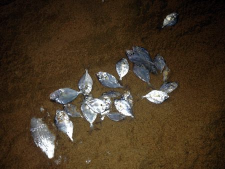 A larger-than-normal fish kill set off alarm bells in Jomtien Beach on Jan. 5, but was probably due to changes in water conditions, such as increases in algae.