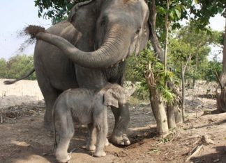 The new elephant calf is a playful male born Jan. 6.