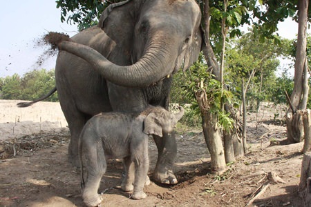 The new elephant calf is a playful male born Jan. 6.