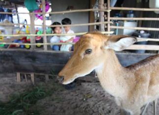 Safe and sound after villagers helped this young doe escape from a muddy field where it had been stuck.
