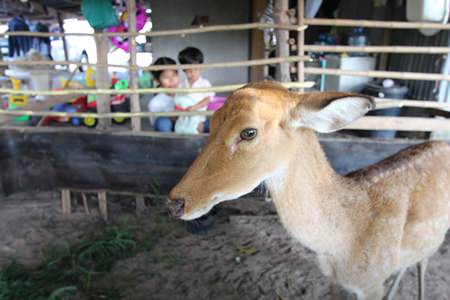 Safe and sound after villagers helped this young doe escape from a muddy field where it had been stuck.