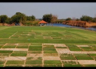 Grass varieties are tested at the Asian Turfgrass Center’s research facility near Bangkok.