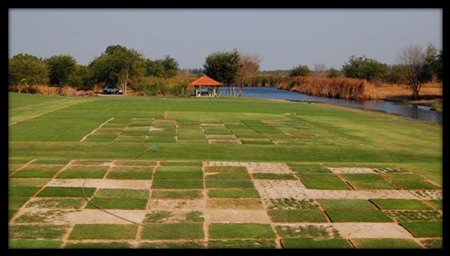 Grass varieties are tested at the Asian Turfgrass Center’s research facility near Bangkok.