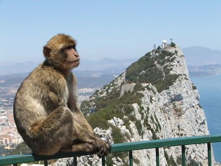 Interested spectator in Gibraltar.