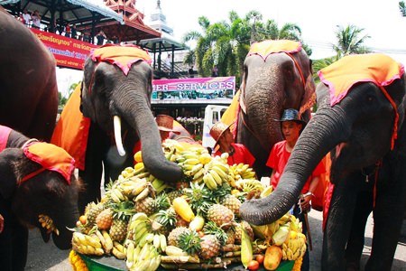 Nong Nooch Tropical Garden celebrated National Elephant Day by providing a great feast for their revered pachyderms.  They also celebrated the birth of two new calves, calling the births auspicious as they occurred during the lead up to the event. The day is observed every year to recall the role the mammals have played in the hearts and history of the kingdom. 