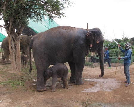 The calves were born to Boonrod, a 16-year-old show pachyderm able to play basketball and bowl; and Jing Jo, 29, which is used to transport tourists around the park.
