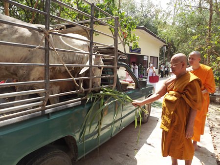 Venerable father Phra Kru Pinitkitjarak, the abbot of Nongprue Temple, feeds cattle saved from the slaughterhouse.