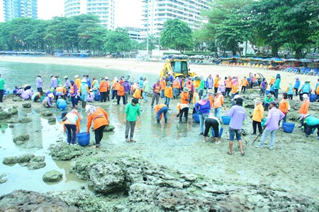 City workers take a day at the beach - not to bask in the sun, but to clear away the algae covered rocks.