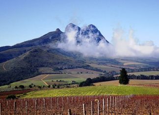 Vineyards near Stellenbosch (Photo: Warrenski)