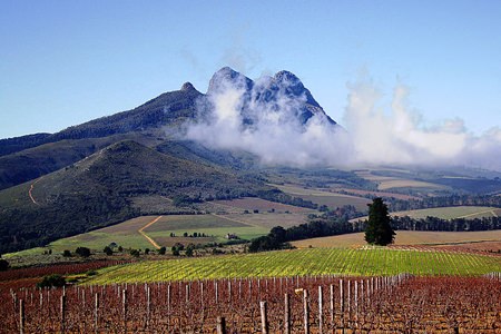 Vineyards near Stellenbosch (Photo: Warrenski)