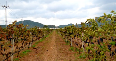 Vineyard ready to be harvested for wine production.
