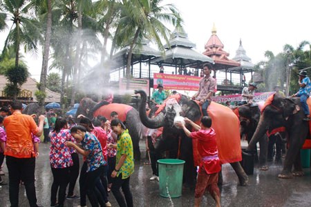 Nong Nooch elephants use their built-in water guns to hose down revelers.
