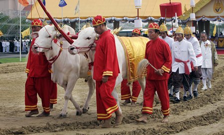 Two well cared for oxen of the same color pull an ancient plow, breaking the ground so that sacred seeds may be planted. (File photo)