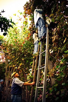 Harvesting grapes for Vinho Verde (Photo: Feliciano Guimarães)
