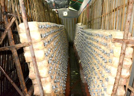 Mushroom spoors are in place.