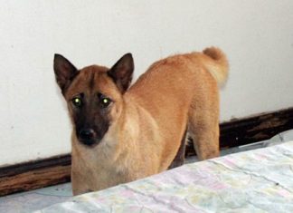 Loyal dog alerts neighbors to master’s death Seethong alerted neighbors to his master’s death.