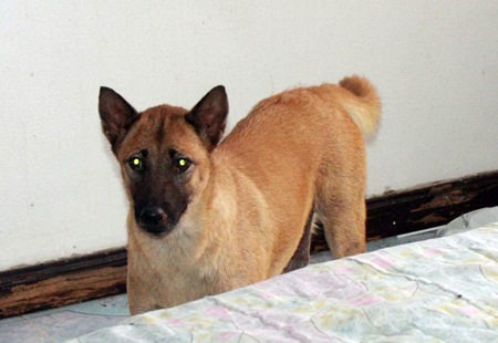 Seethong alerted neighbors to his master’s death.