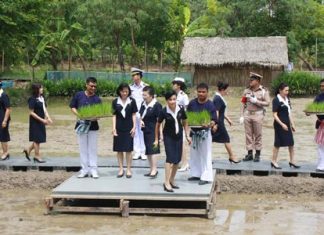 Sattahip residents plant rice for Mother’s Day Members of the Navy Wives Association plant jasmine rice to honor HM the Queen for her birthday.