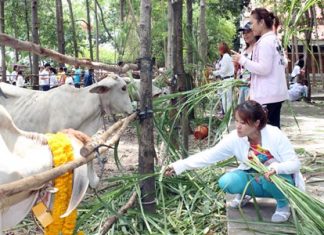 780,000 baht raised to save 39 cattle during Mother’s Day ceremony Devout Buddhists attend the redemption ceremony. To date, 780,000 baht has been collected to make merit by saving the lives of cattle.