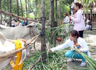 Devout Buddhists attend the redemption ceremony. To date, 780,000 baht has been collected to make merit by saving the lives of cattle.
