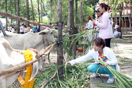 Devout Buddhists attend the redemption ceremony. To date, 780,000 baht has been collected to make merit by saving the lives of cattle.