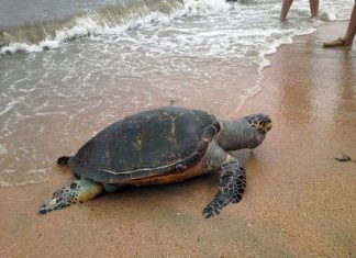 A giant sea turtle washed ashore on South Pattaya’s Yim Yom Beach, the victim of an apparent run-in with a boat.