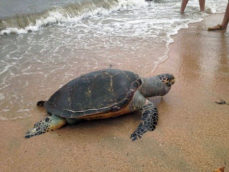 A giant sea turtle washed ashore on South Pattaya’s Yim Yom Beach, the victim of an apparent run-in with a boat.