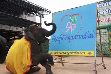 Yok draws the phrase “Elephants survive by the grace of the mother of the land” along with a heart and jasmine, the symbol of Mother’s Day.