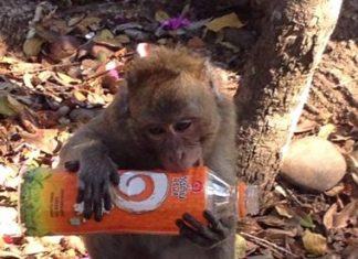 Monkey business takes over Sattahip Naval Base housing This little one hasn’t quite mastered the method for drinking out of a plastic bottle.