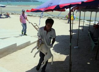 Staff from the Pattaya Public Health Office, Veterinarian Division, eradicates stray dogs that attacked children and tourists around Pattaya Beach.