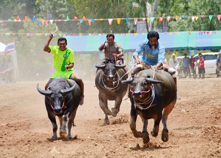 Beasts of burden thunder towards the finish line at last year’s buffalo races at Lake Mabprachan.